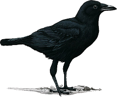 Crow